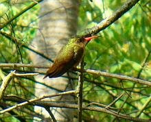 Cinnamon Humminbird